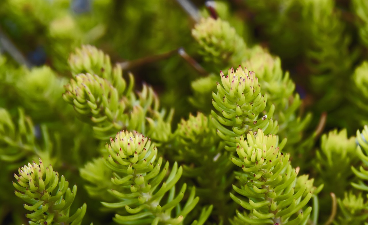 The Upcoming Mass Extinction of SaaS and the Even Stronger Rebirth